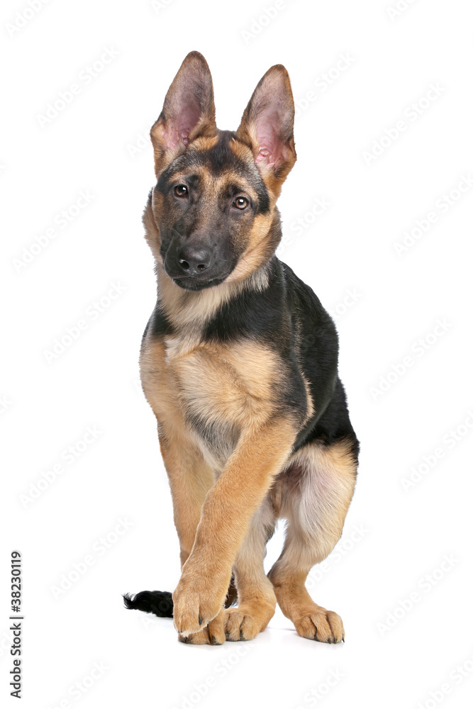 German Shepherd puppy