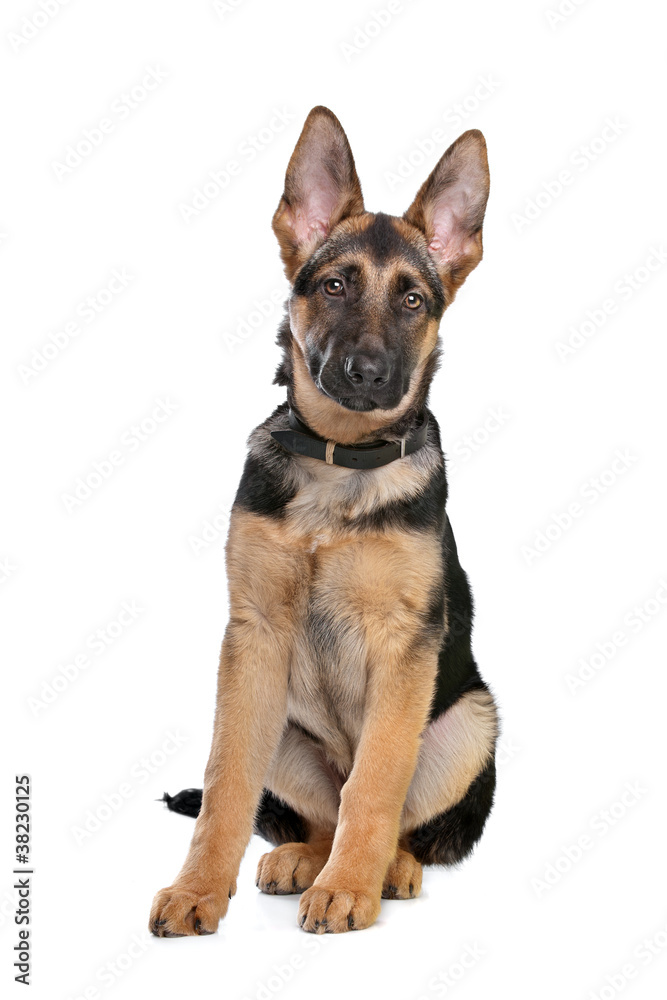 German Shepherd puppy