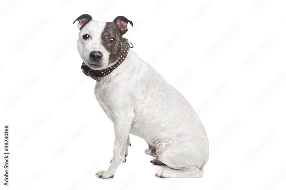 staffordshire terrier