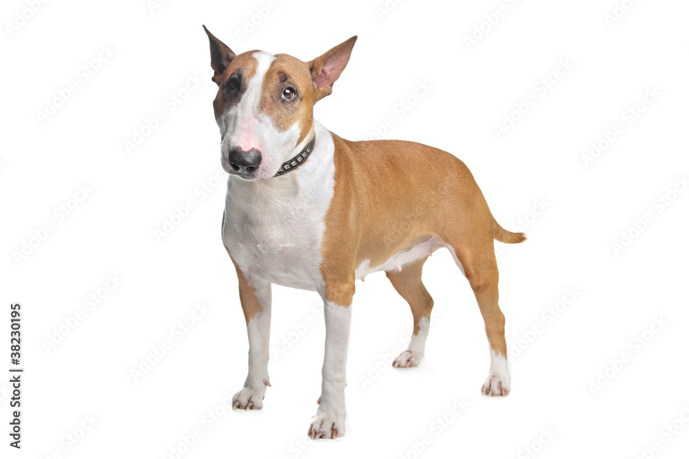 Bull Terrier