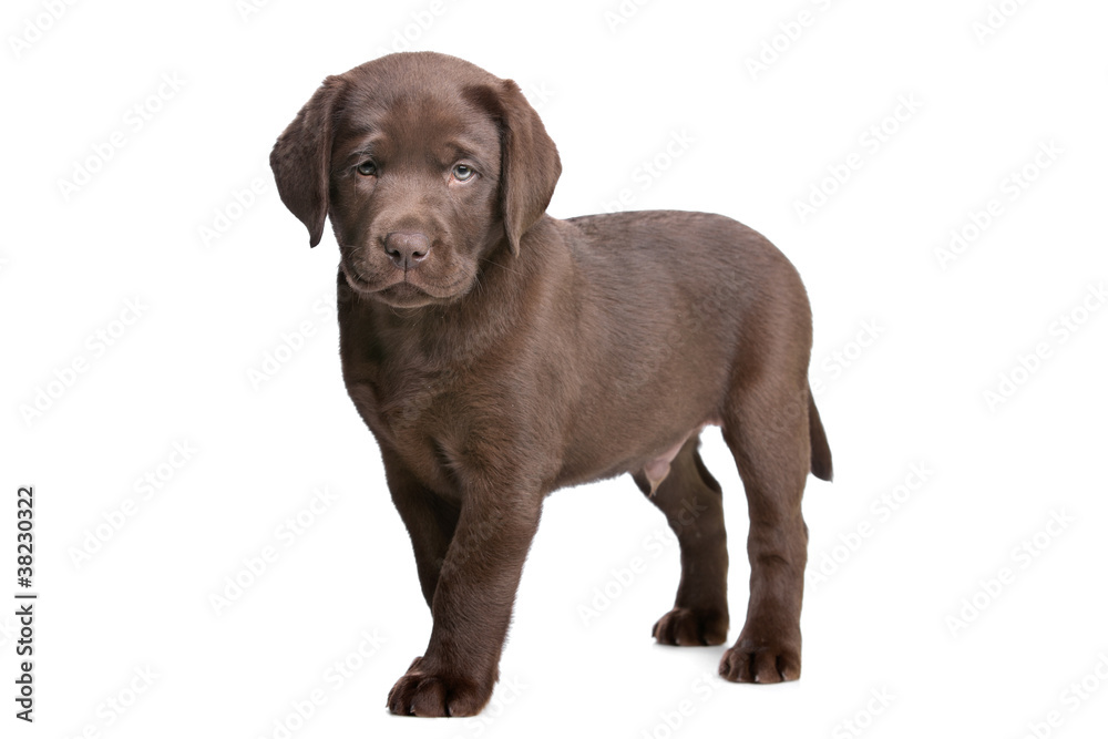 chocolate Labrador puppy