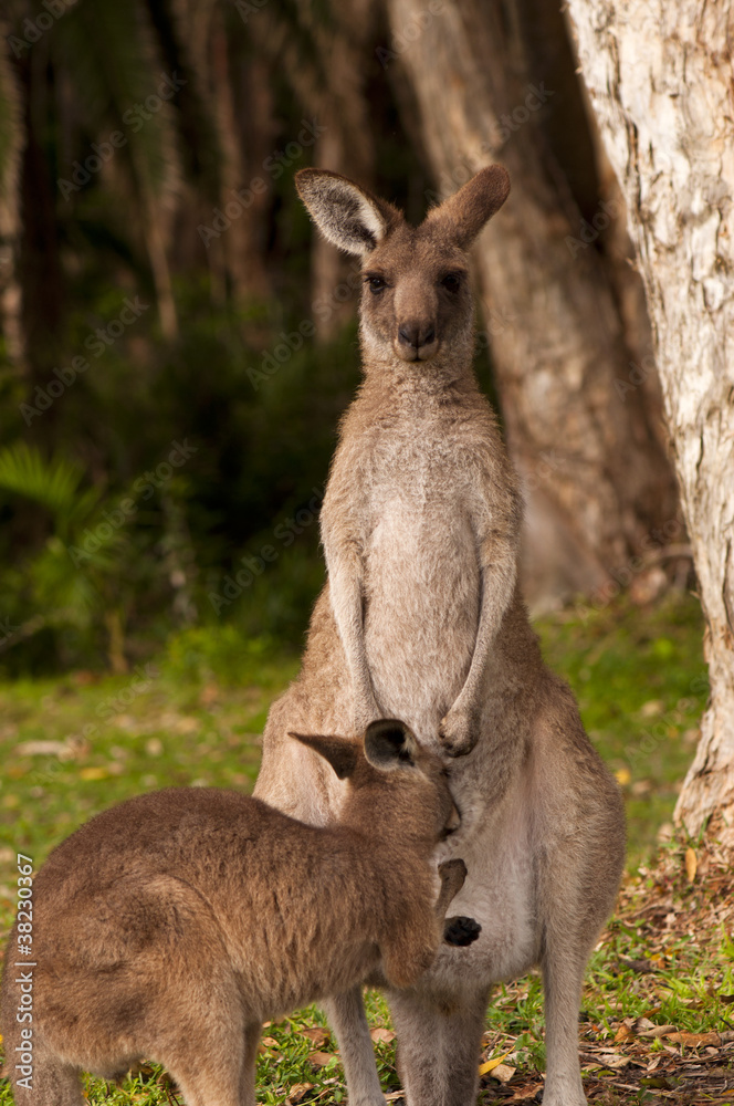 Kangaroo Joey Feeding on Mother`s Milk
