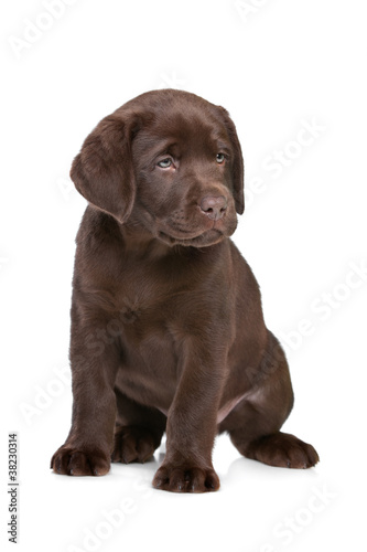 chocolate Labrador puppy