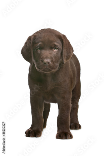 chocolate Labrador puppy