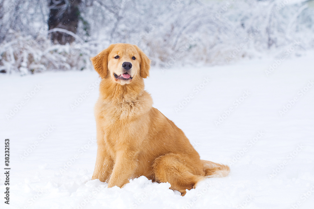 Handsome Golden Retriever Dog in the snow