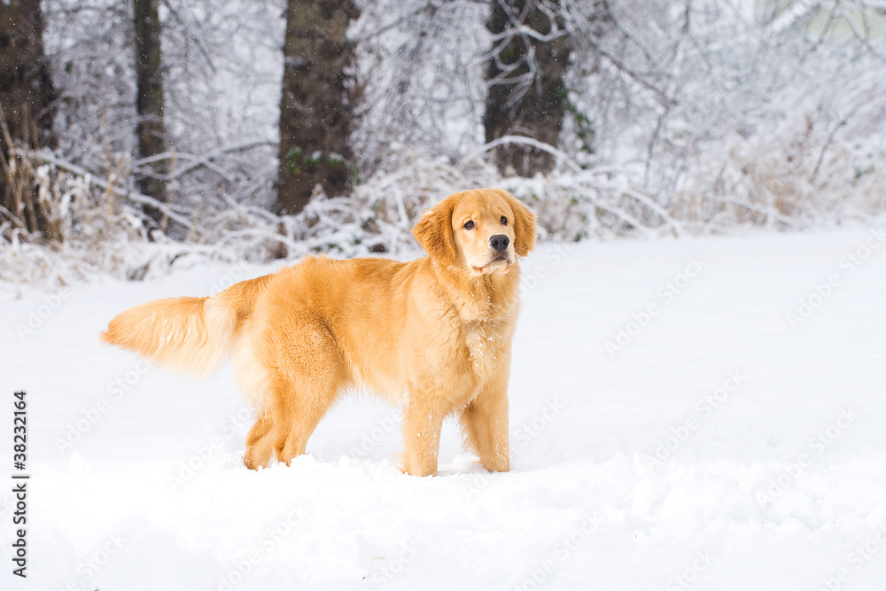 Golden Retriever Dog in the Snow