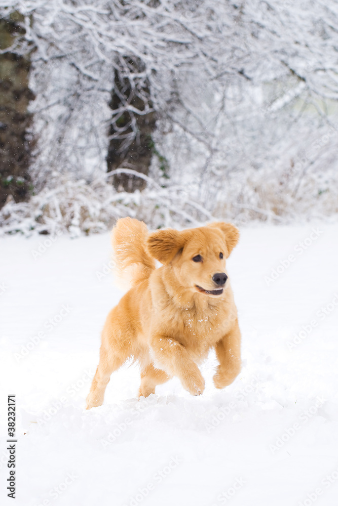 Golden Retriever Jumping Golden Retriever Jumping