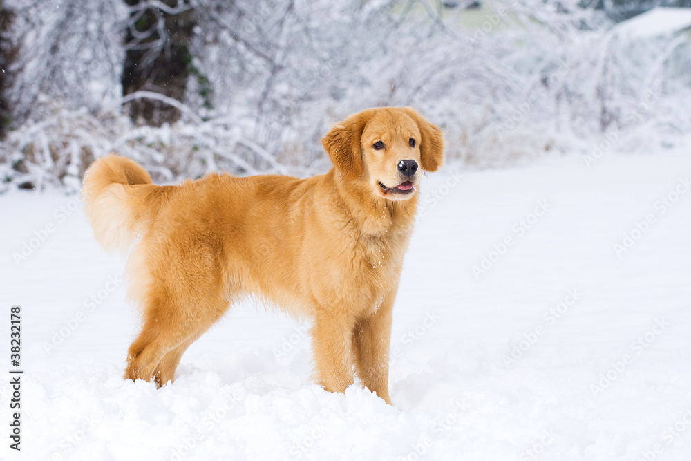 Handsome Golden Retriever in the snow