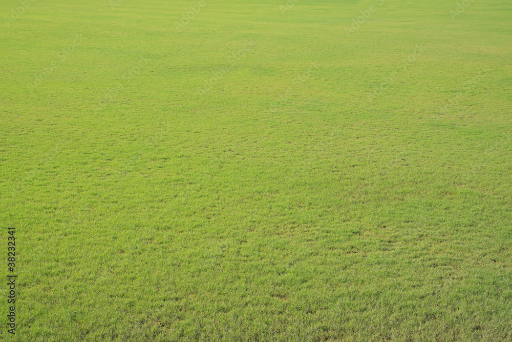 green grass field