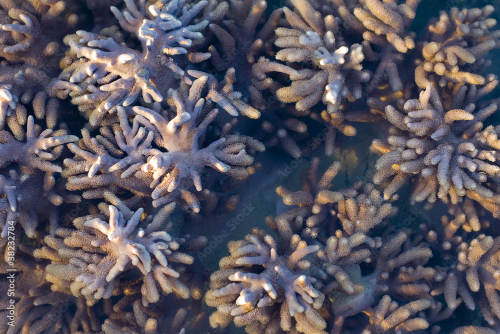 Sarcophyton corals Sarcophyton corals