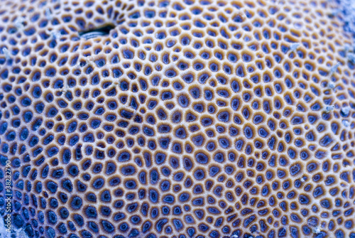 Goniastrea star corals
