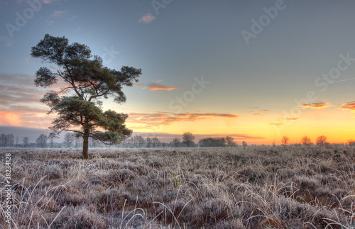 Scots Pine on frozen heath.