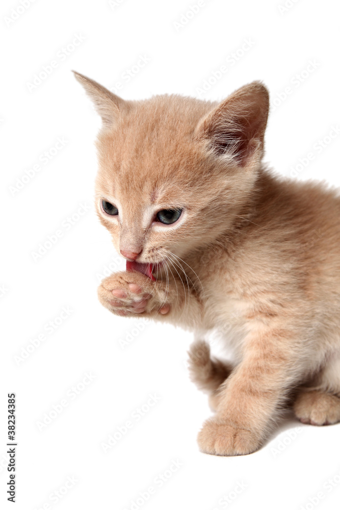 likable kitten on a white background is washed likable kitten on a white background is washed