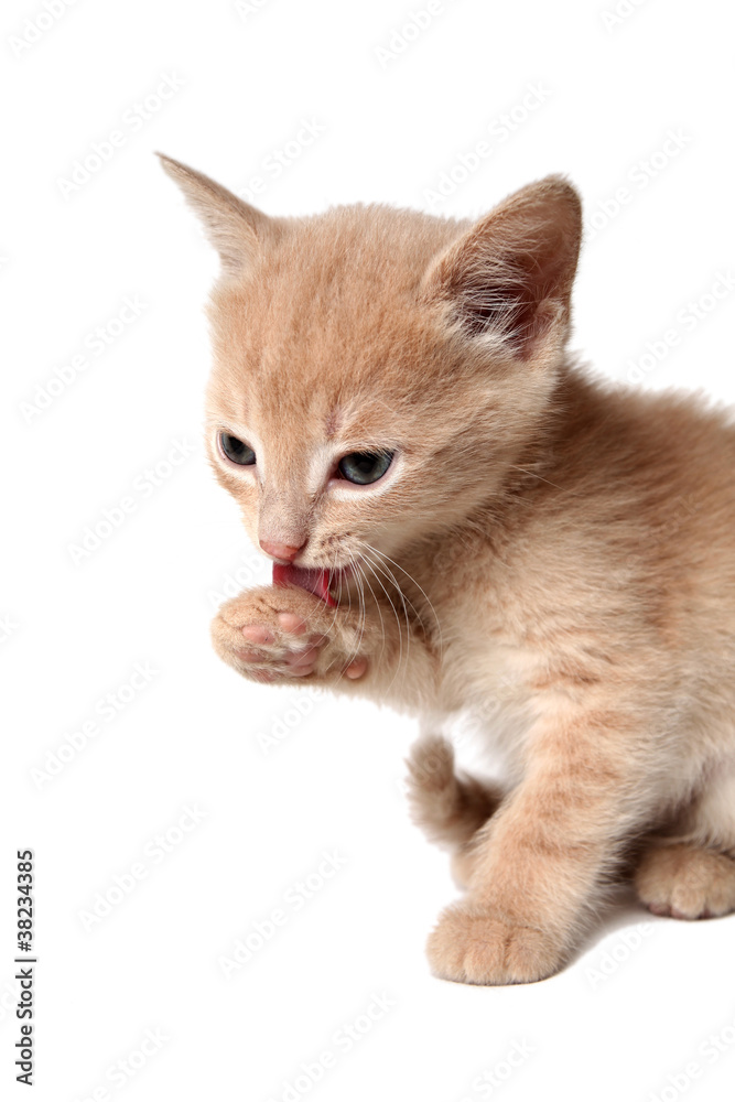 likable kitten on a white background is washed