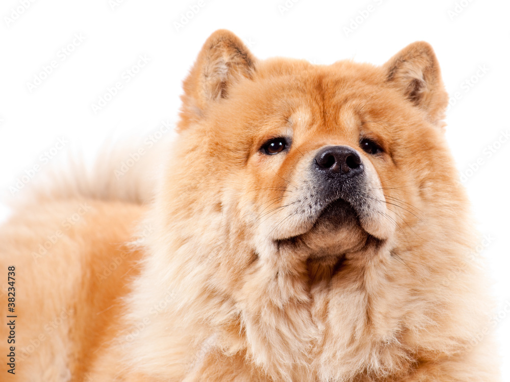 chow chow femelle