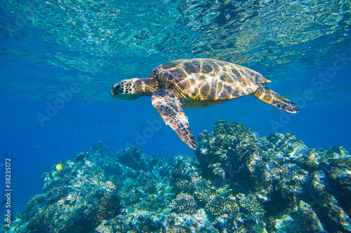 green sea turtle swimming in ocean sea