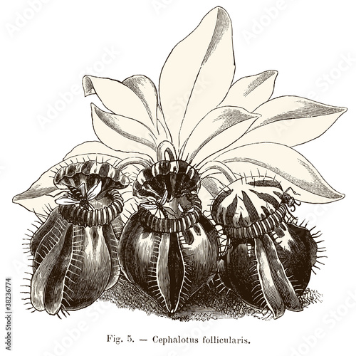 Plante carnivore : Cephalotus follicularis photo