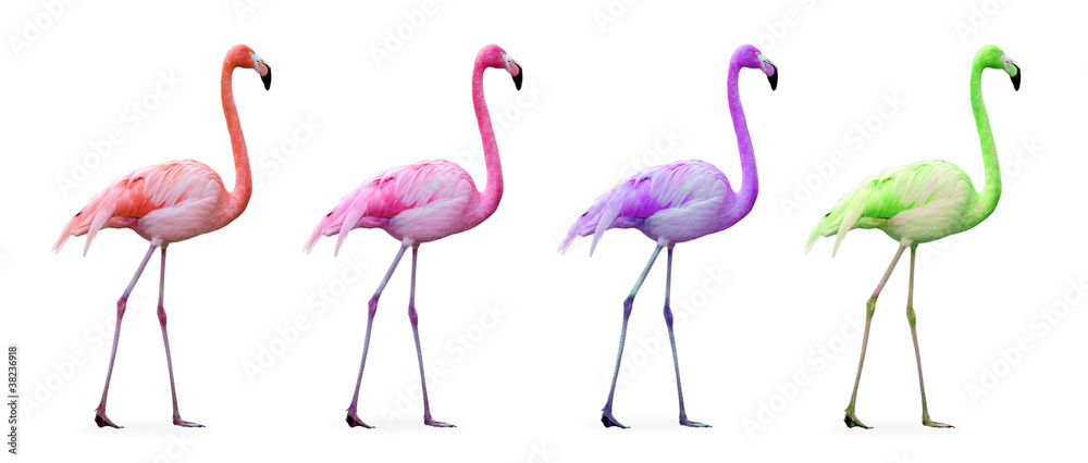 Obraz premium Kompilacja różowego flaminga