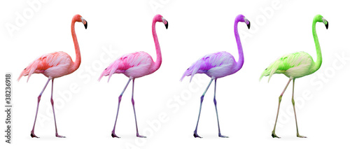 Compilation flamants roses