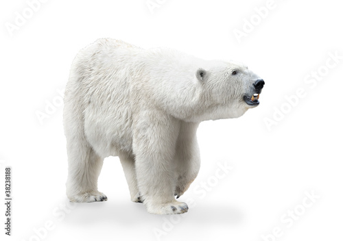 Polar bear female