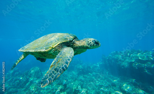 green sea turtle swimming in ocean sea © EpicStockMedia