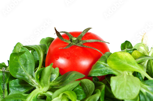 grüner Salat mit roter Tomate