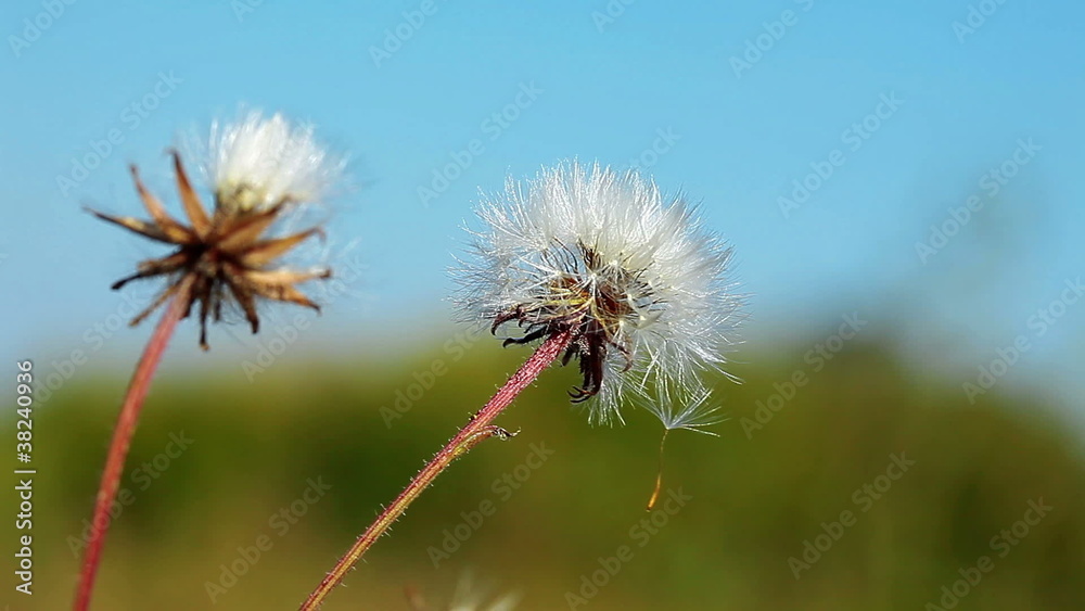 dandelion macro dandelion macro