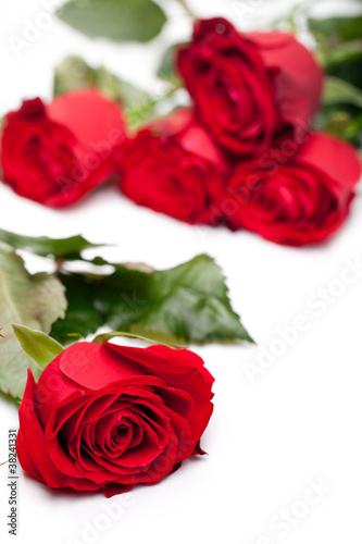 Fototapeta Naklejka Na Ścianę i Meble -  beautiful close-up red rose over white background