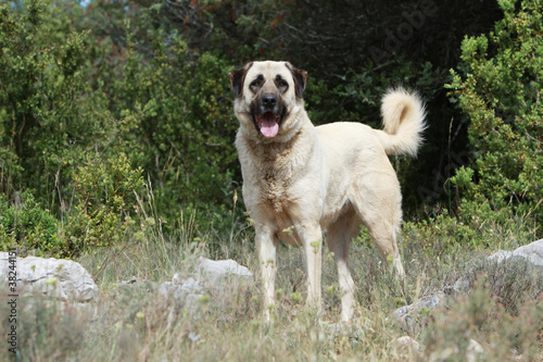 Anatolischer Hirtenhund