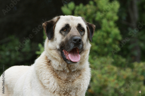 franchise,loyauté du berger d'Anatolie © Dogs