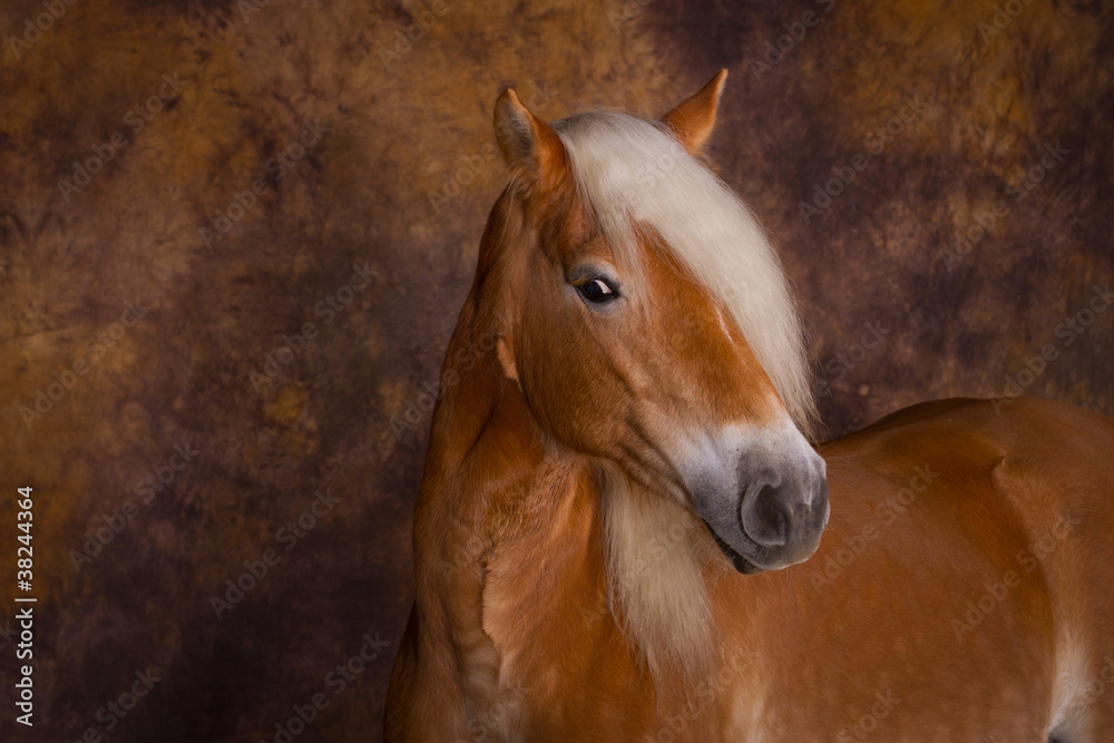 Fototapeta premium Pferde - Haflinger