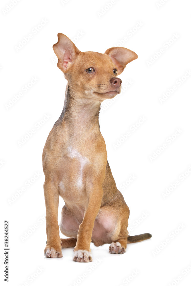 mixed breed chihuahua and miniature Pincher dog