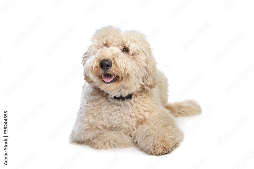 Australian Labradoodle