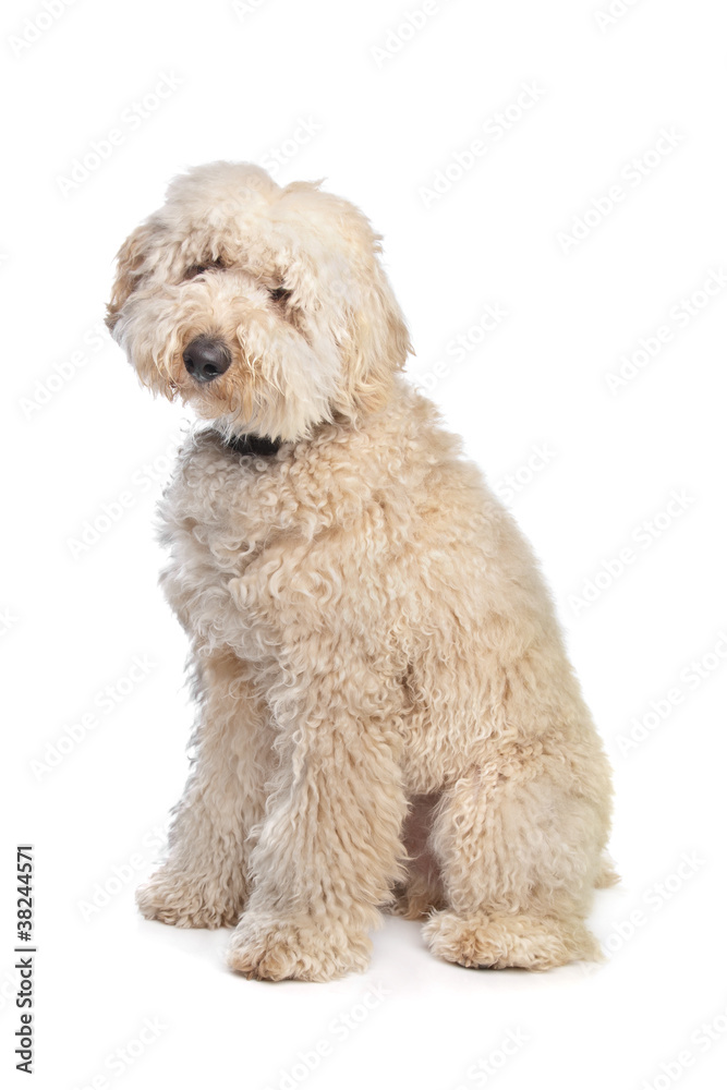 Australian Labradoodle Australian Labradoodle