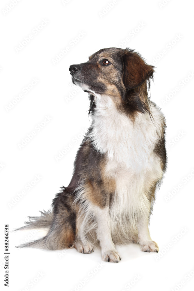 mixed breed tri-colored dog