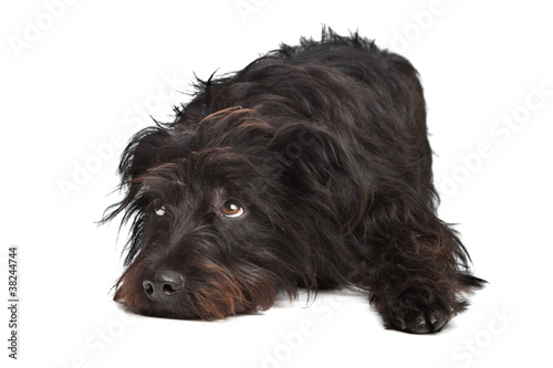 black mixed breed dog