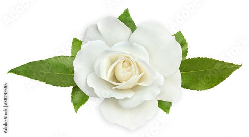 Isolated flower. White rose with leaves on white background, top view, decorative element