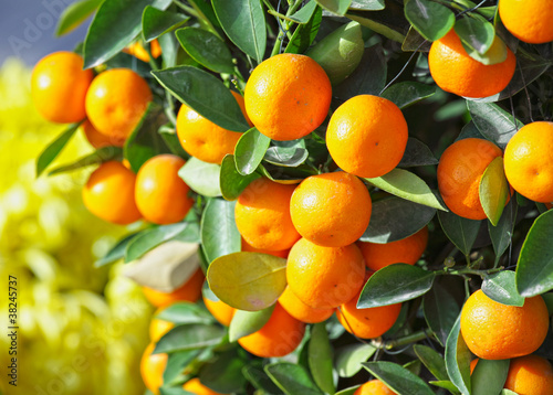 chinese kumquat for chinese new year photo