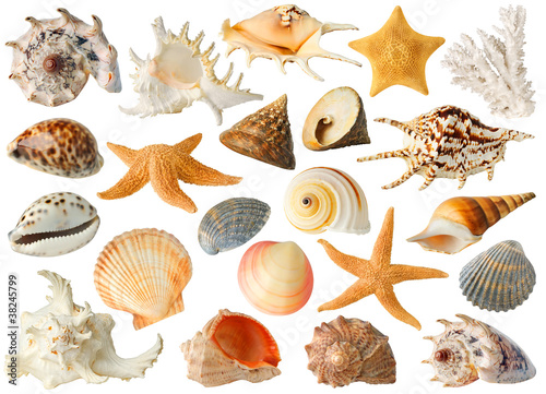 Isolated sea objects. Large collection of sea shells and stars isolated on white background