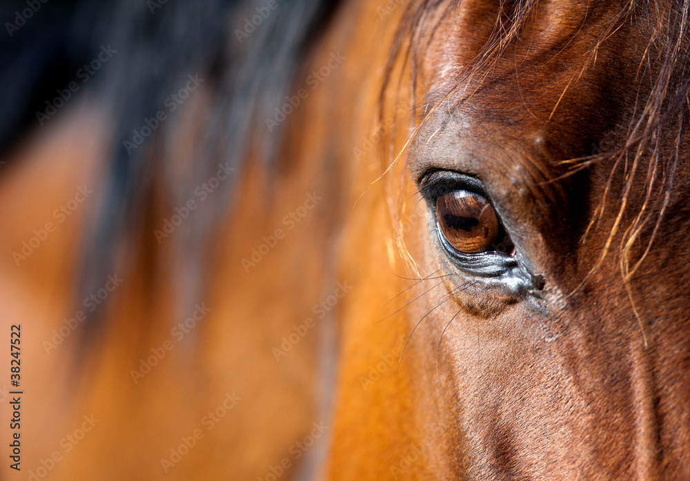 Obraz premium Oko konia arabskiego