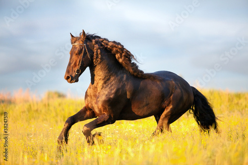 Friesian horse galloping in sunset