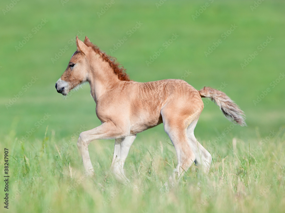 Chestnut foal running in field