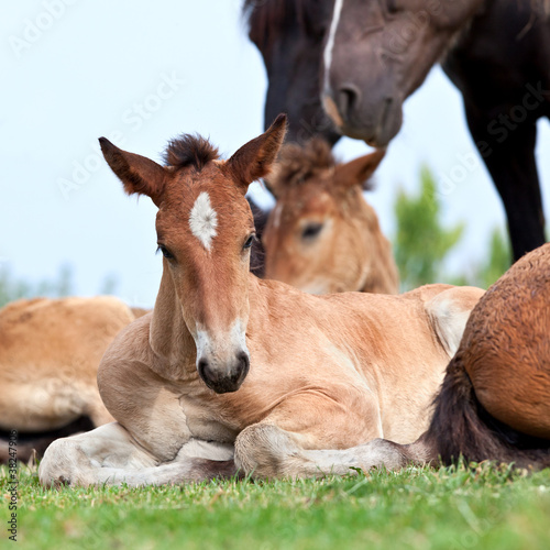 Foal lying on grass © Alexia Khruscheva