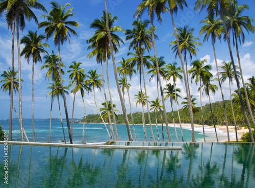 Tropical palms © Fyle