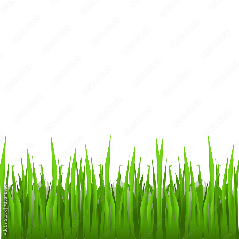 Fototapeta premium fresh green grass of spring