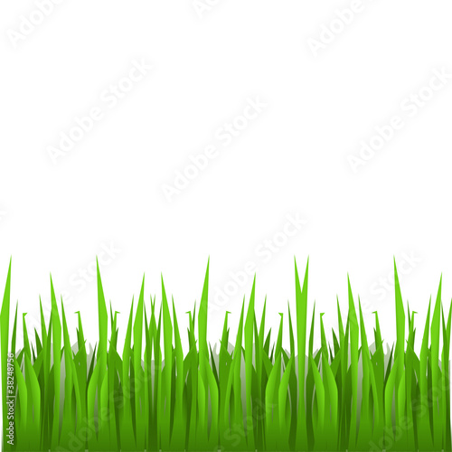 fresh green grass of spring