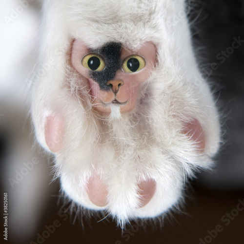 funny hairy cat pad with face and a beard lokos like a teddy