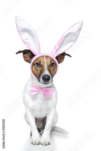 dog as bunny © Javier brosch