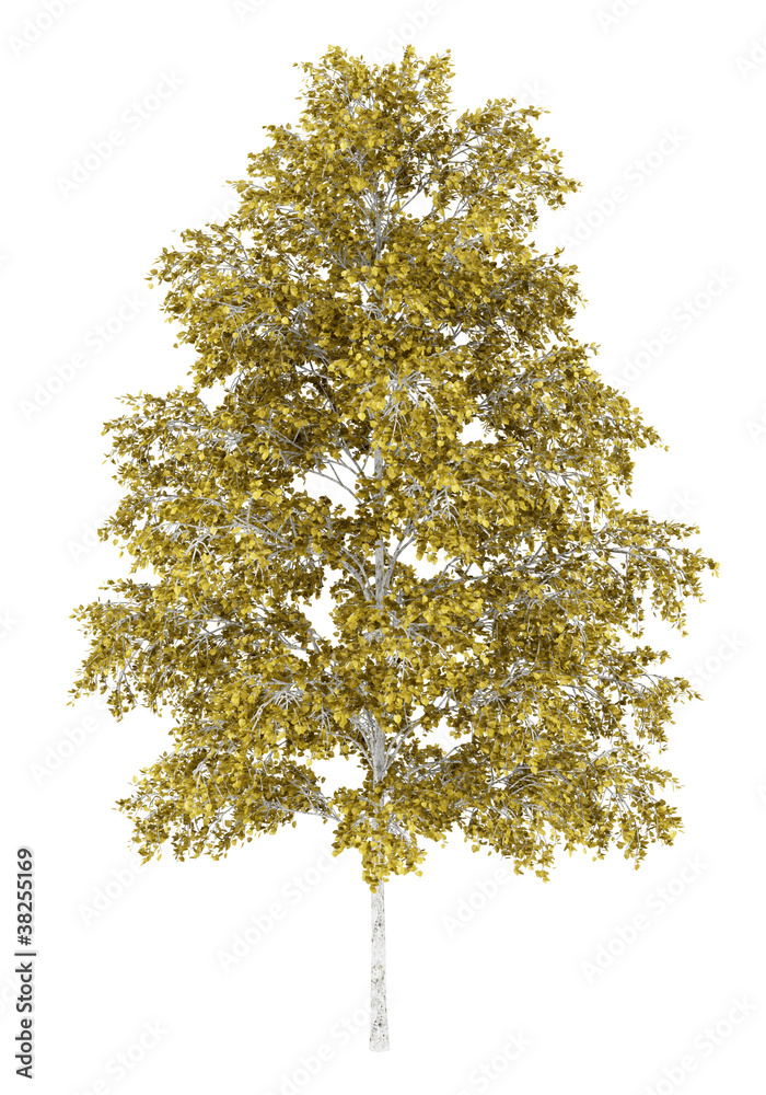 european white birch tree isolated on white background