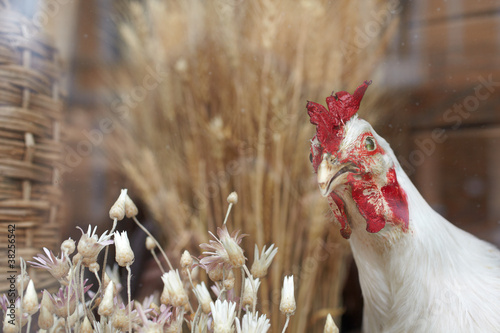 Gallina
